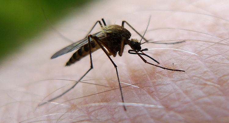 En mygga sitter på hud med hår på.