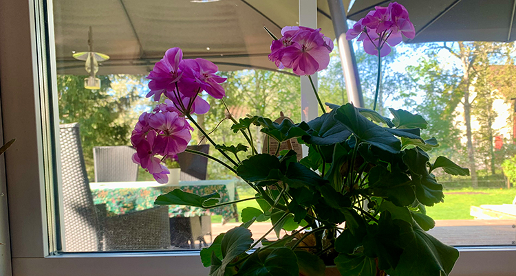 En växt i en kruk ai ett fönster. Den har rosalila blommor.