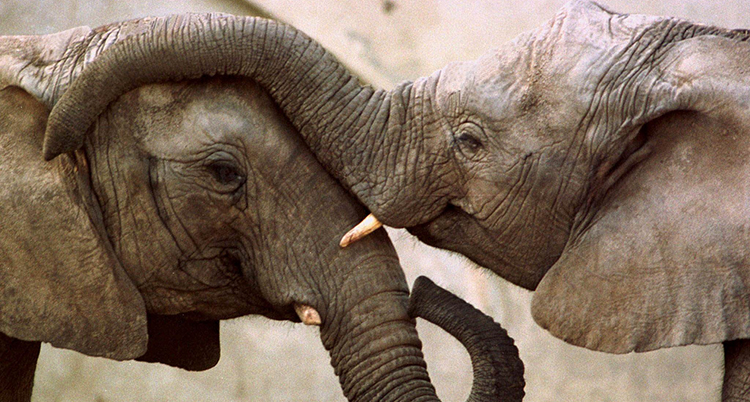 Två elefanter som står nära varandra. En elefant har snabeln på den andra elefantens huvud.