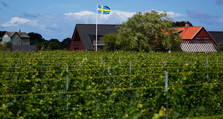Vinodling och en gård med en svensk flagga i bakgrunden.