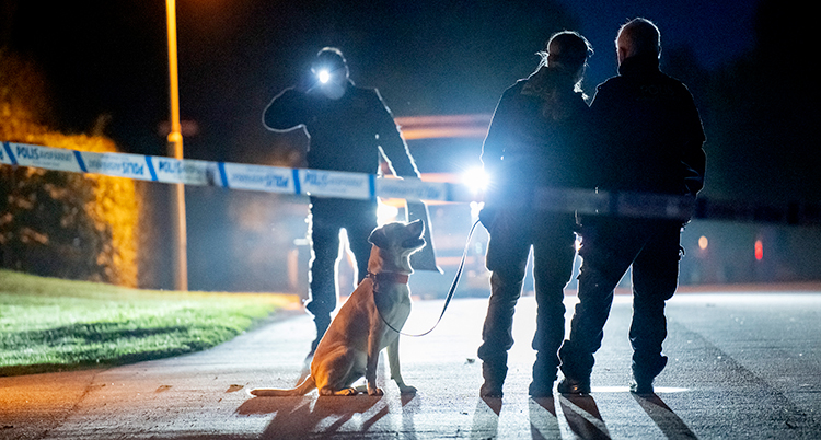 Det är mörkt ute. Tre poliser och en hund står på en gata.