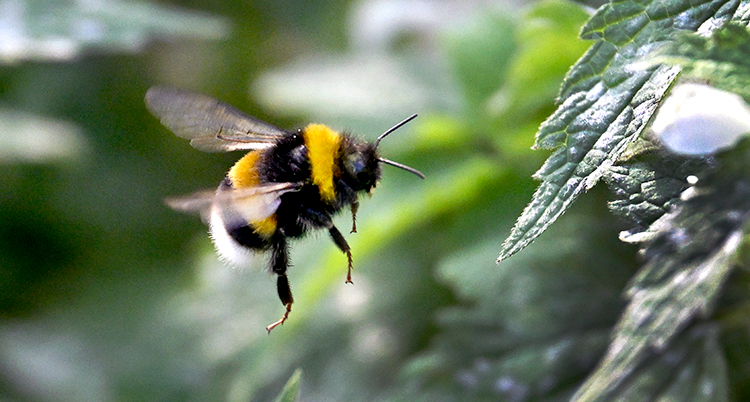 En humla flyger nära en blomma.