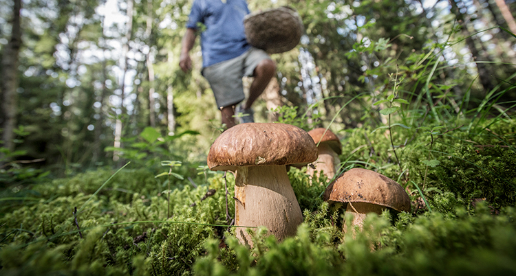 Några svampar som växer i skogen. En person kommer för att plocka dem.