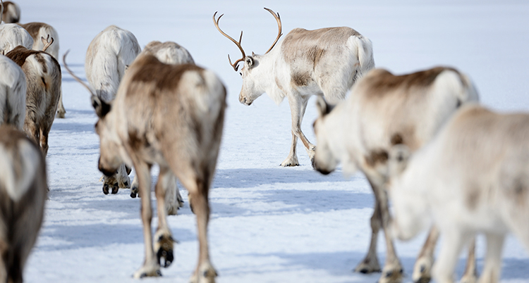 Flera renar som går på en snöig mark.