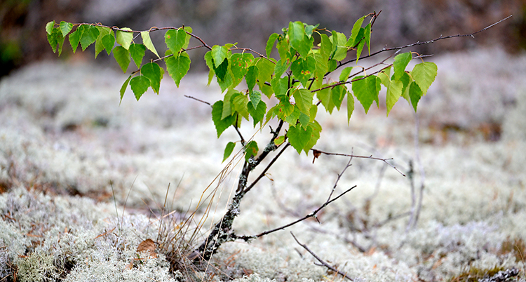 En liten björk som växer i skogen.