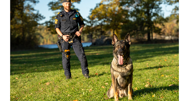 Årets Polishund-2024-Hank-på gräs-Foto Måns Engelbrektsson