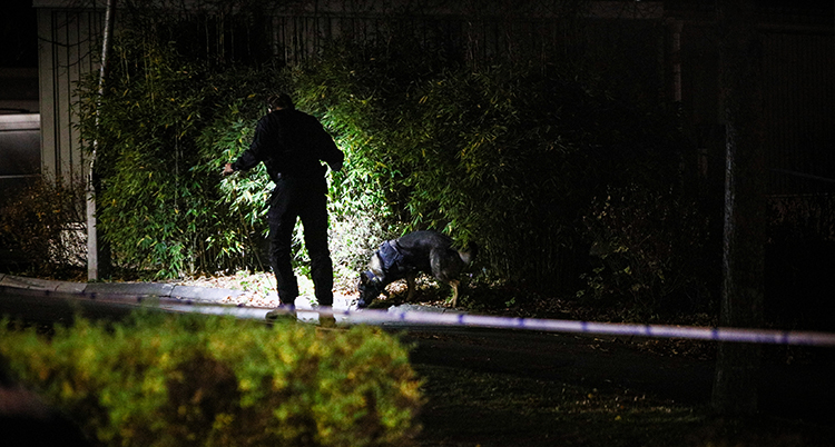 En polis går med en polishund vid buskar. Det är mörkt ute.