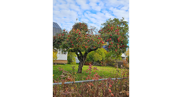 ranarashed.söderhamn2.