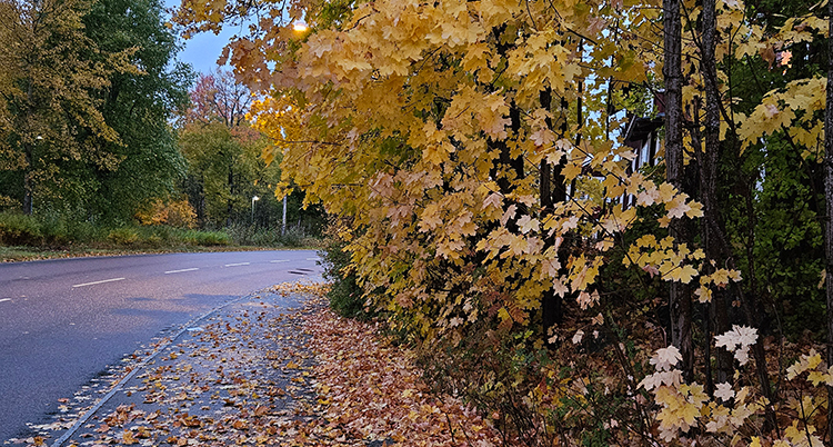 ranarashed.söderhamn3