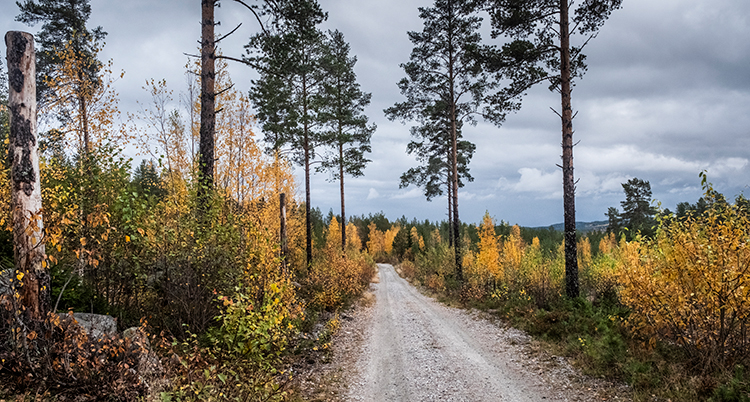 En skogsväg.