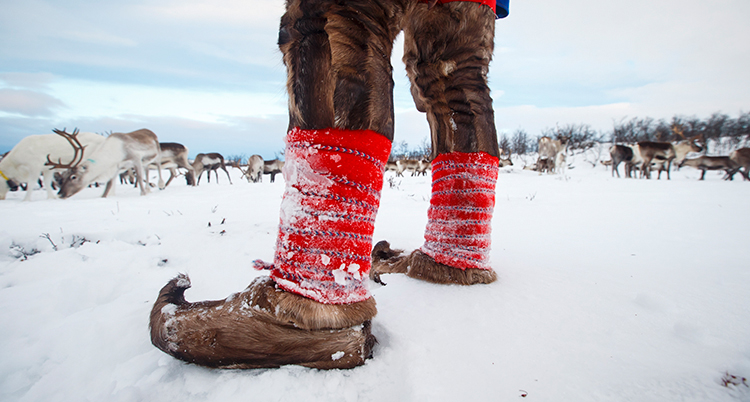 Ben och fötter på en man som står i snön. Han har skinnskor och skinnbyxor i samisk stil. I bakgrunden syns flera renar.