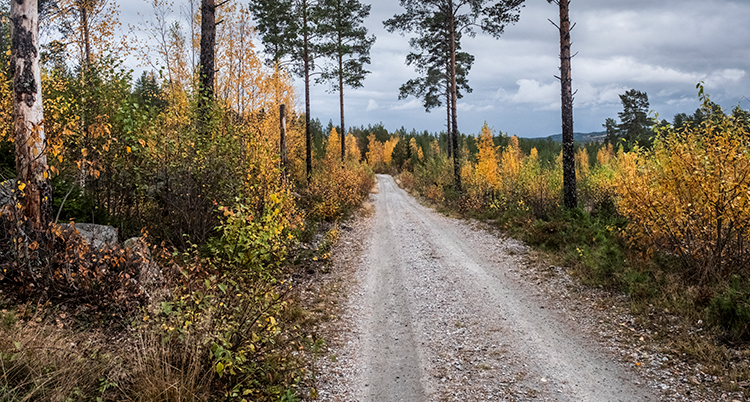 En skogsväg på hösten.