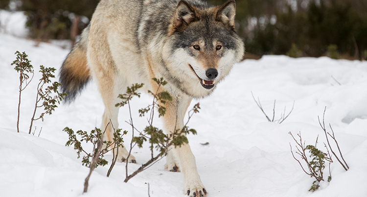 En varg går i snön i en skog.