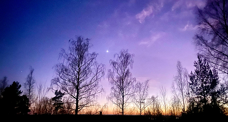 Trädtoppar mot en lilablå himmel. En stark stjärna syns.