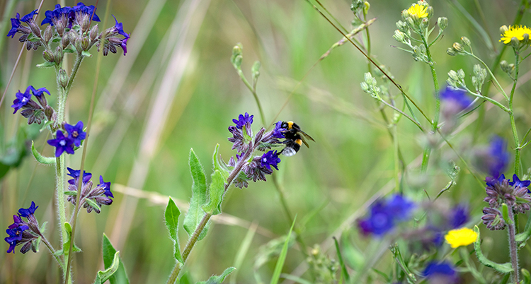 En humla sitter på en blomma på en äng.