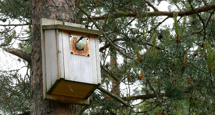 En fågelholk på ett träd. En fågel tittar ut ur hålet på holken.