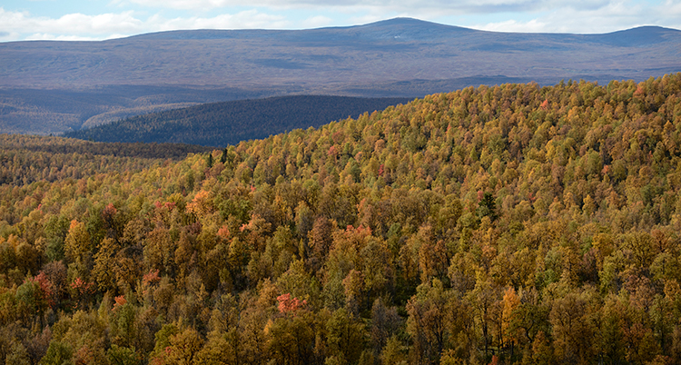 VINDELFJÄLLEN