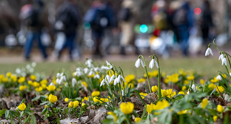 Blommorna syns på marken i en park. I bakgrunden syns folk som promenerar.