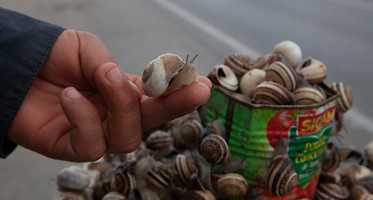 Tunisia Snails