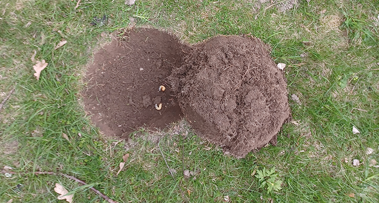 Anundshög gravplundring