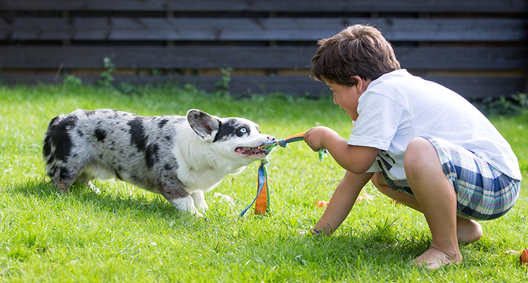 Hunden och barnet drar både i ett koppel.
