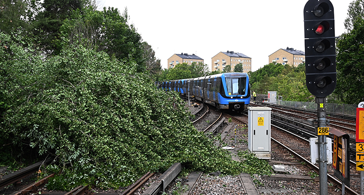 Ett träd ligger över spåren. Ett tåg kommer och kör.