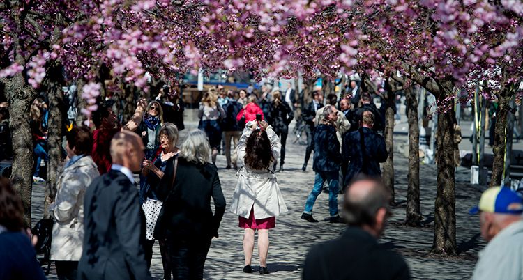 Människor under blommande rosa körsbärsträd.