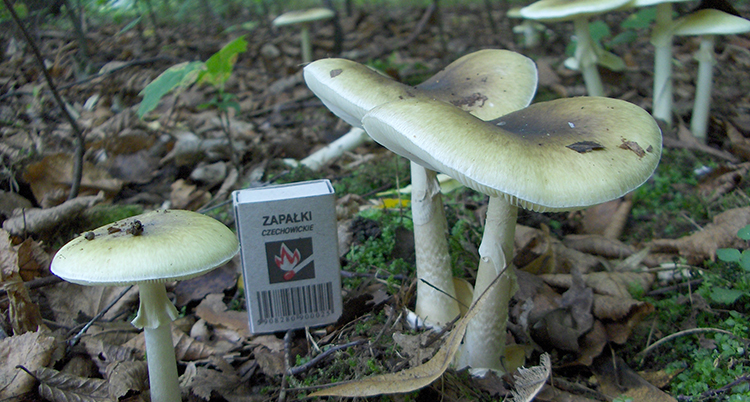 webbAmanita_phalloides_adult_2