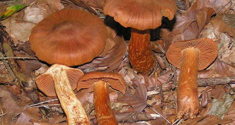 webbCortinarius_rubellus_01