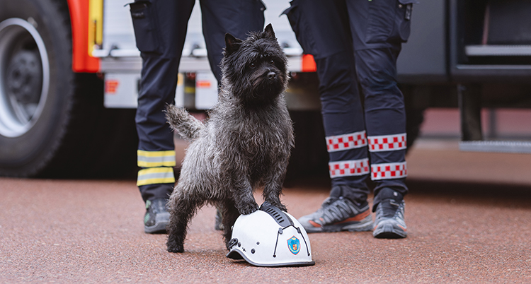 Hunden står med två tassar på en hjälm. Två brandmän står bakom honom.