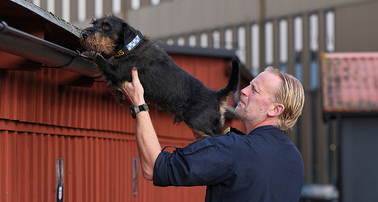 En polisman håller upp hunden mot en takränna. Hunden söker.