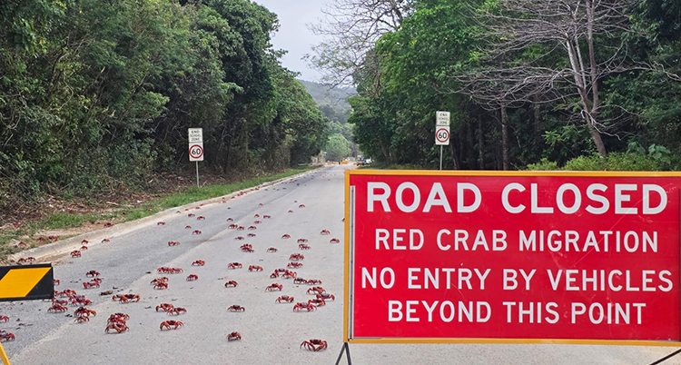 Australia Red Crabs