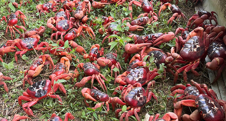 Australia Red Crabs