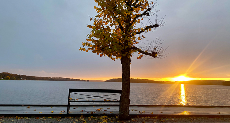 Solen går upp vid en sjö. En bänk står under ett träd.