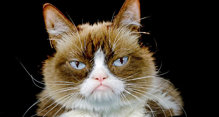 En närbild på ansiktet på en katt. Katten är grå och vit.