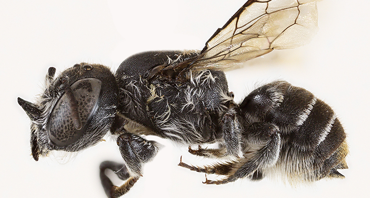 Ett bi med små horn på huvudet.