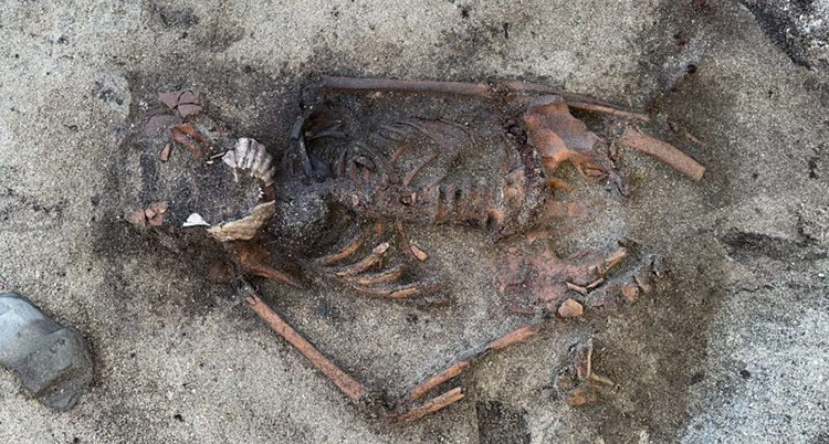 Ett gammalt skelett på marken.