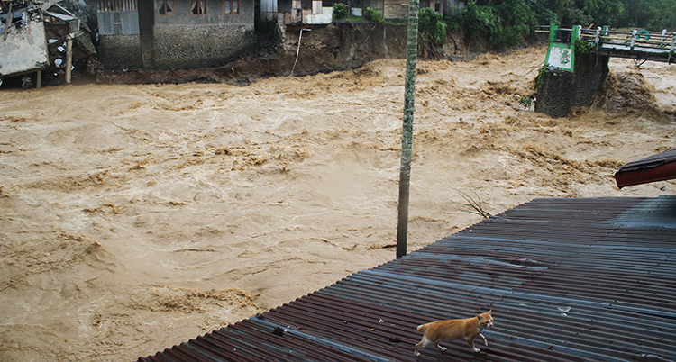 En orange katt går på ett tak. Vattnet når nästan till husens tak.