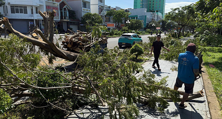 Träd ligger ner på en gata. En man går vid sidan om.