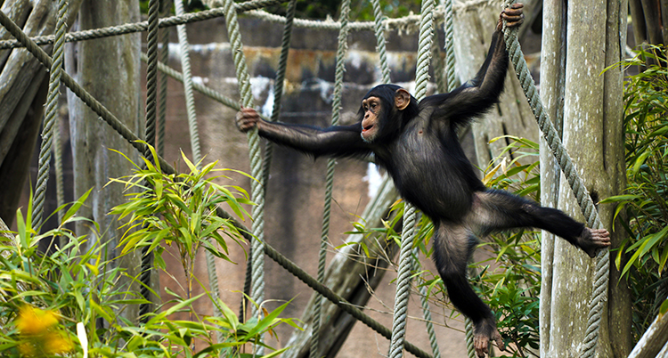 En apa som klättrar i rep på ett zoo.