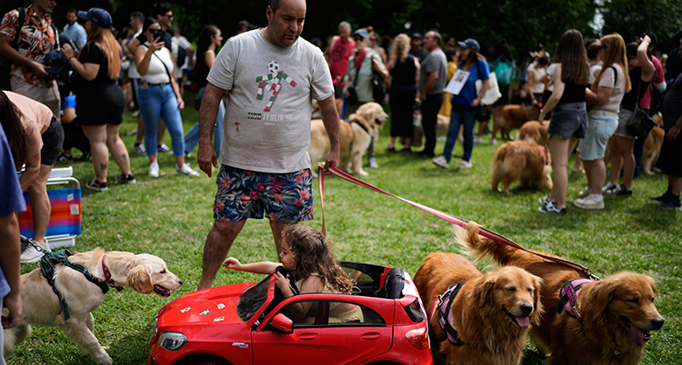 Argentina Golden Retrievers