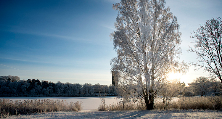 Rimfrost på träd och mark. Blå himmel.