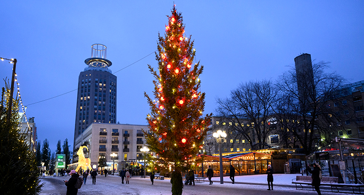 En stor gran på ett torg.