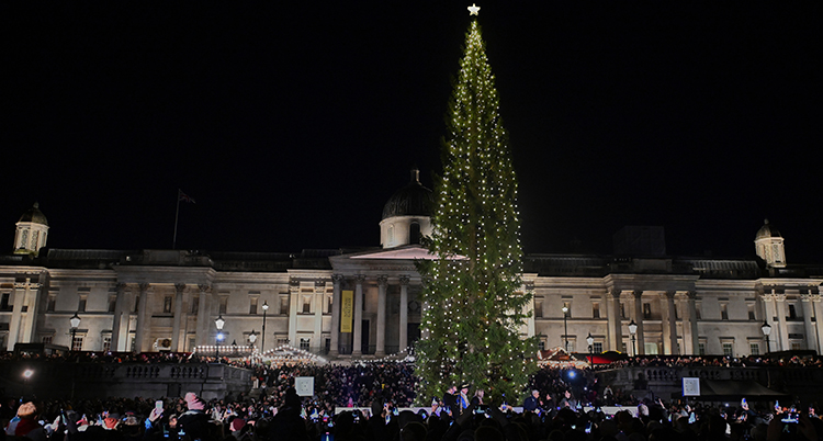 Granen på ett stort torg fullt av människor.