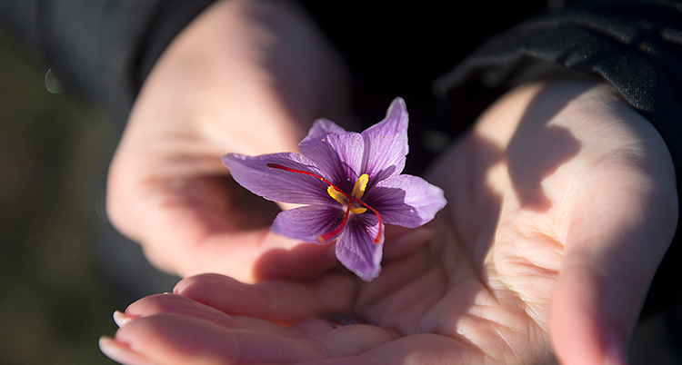 Två händer som håller en lila blomma.