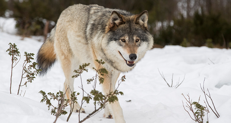 En varg går på snö.