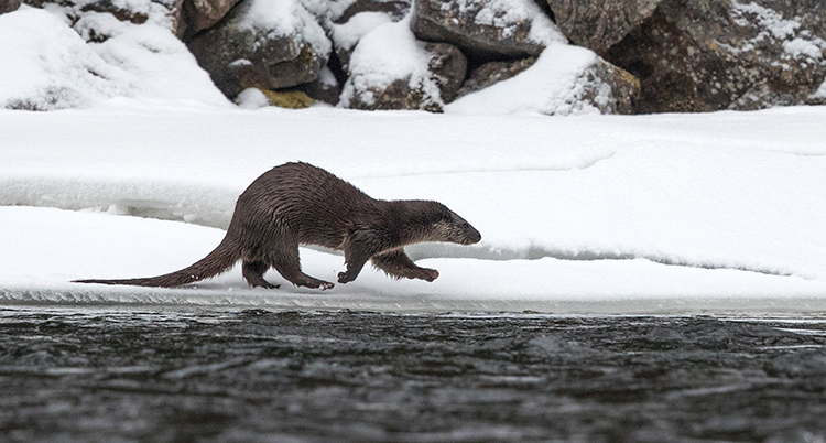 En utter går längs vattnet. Det är snö ute.