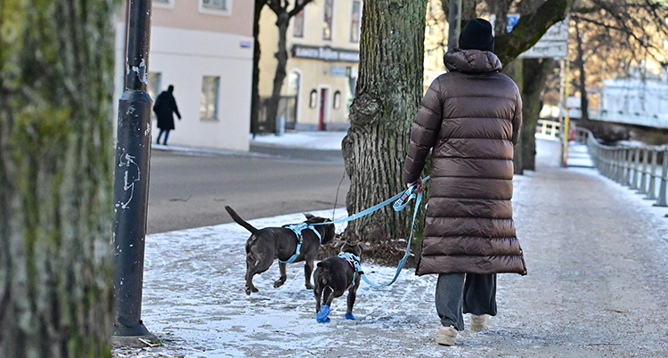 Hon går längs en väg. Hon har två hundar.