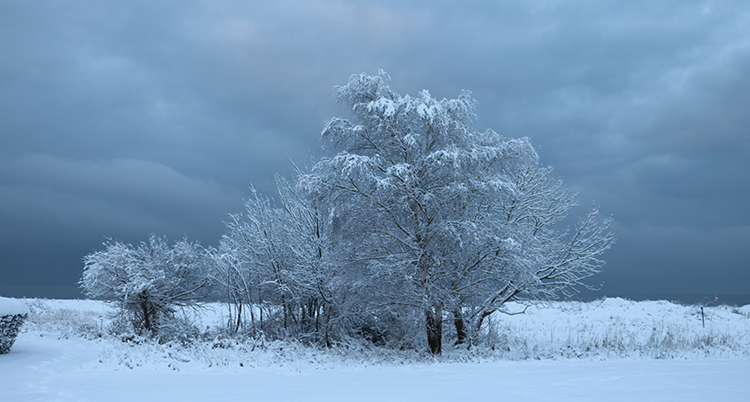 Snö på en åker och på träd.