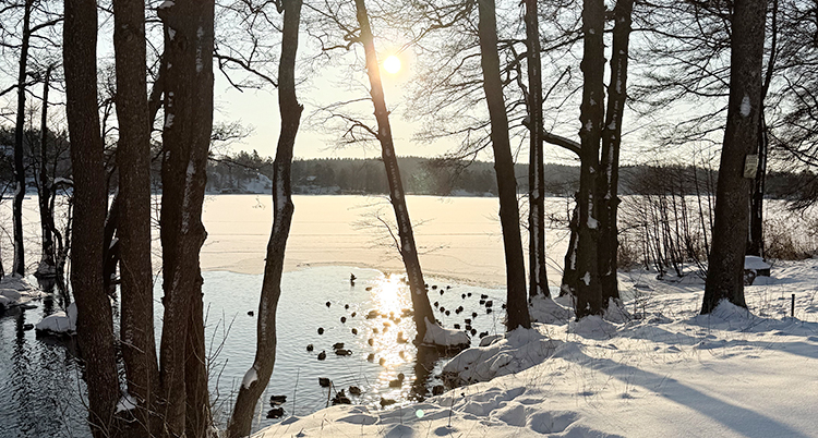 Solen skiner över en sjö, med snö och träd runt.